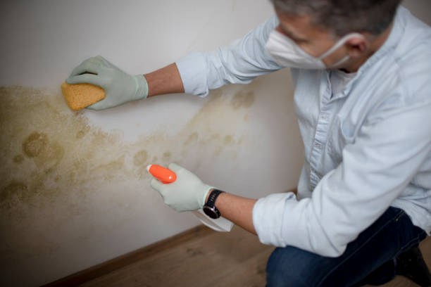 Trusted Blanchester, OH Mold Removal Experts