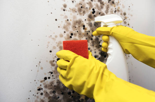 Best Black Mold Removal  in Blanchester, OH