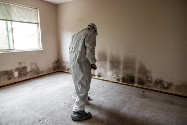 Best Mold Cleaning Services  in Blanchester, OH