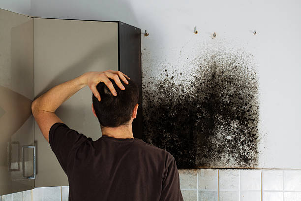 Best Same-Day Mold Removal  in Blanchester, OH