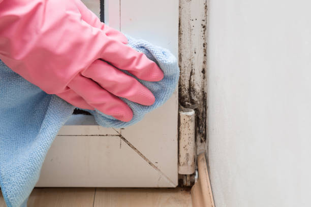 Best Crawl Space Mold Removal  in Blanchester, OH